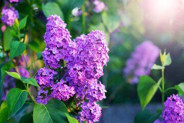 Blooming purple lilac in a spring garden