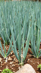 Detailed View of Neat Leeks in a Field on reddish brown soil with a coarse texture and small rocks