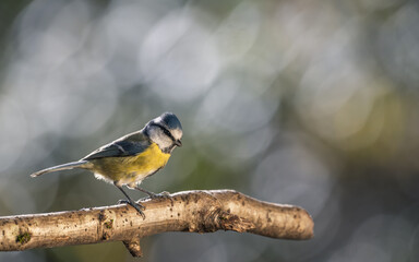 Bird (blue tit) perched on a branch with a blurred bokeh background. Close-up detail photo