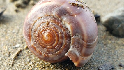 Close-up of a Brown Spiral Shell on Sandy Ground