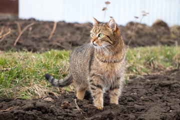 brown tabby cat with an attentive look in the garden in spring