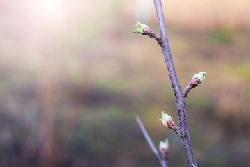 tree branch with young buds in spring