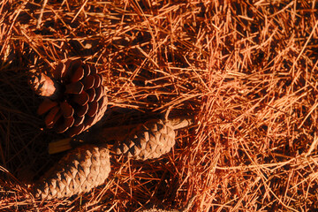 Pine cones lie in the pine needles