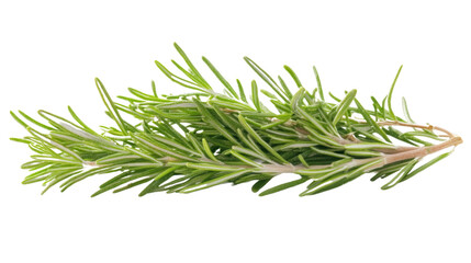 Fototapeta premium Fresh tarragon sprig transparent background