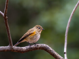 森の中で枝に留まって周りを見渡しているルリビタキ