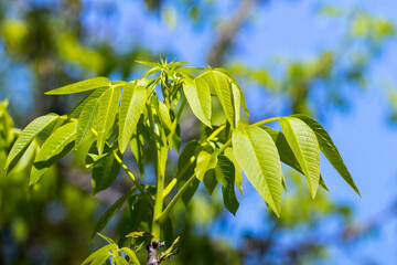 Walnut branch with young green leaves on a blue sky background in sunny weather