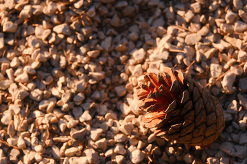 A pine cone lies on a sea pebble in the light of the setting sun