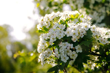 hawthorn blossom, hawthorn bush with white flowers in the garden in sunny weather