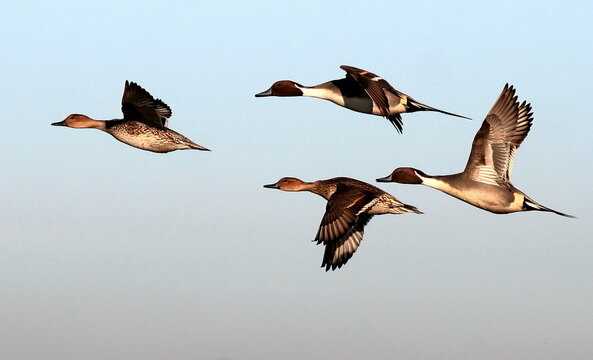 Close-up side view of four Pintail ducks flying in a blue sky, Essex, England, UK