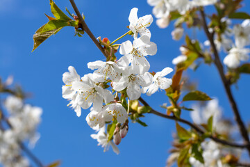 Cherry tree branch with white flowers in garden on blue sky background