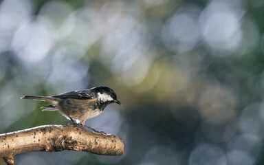 Fototapeta premium Bird (coal tit) perched on a branch with a blurred bokeh background. Close-up detail photo