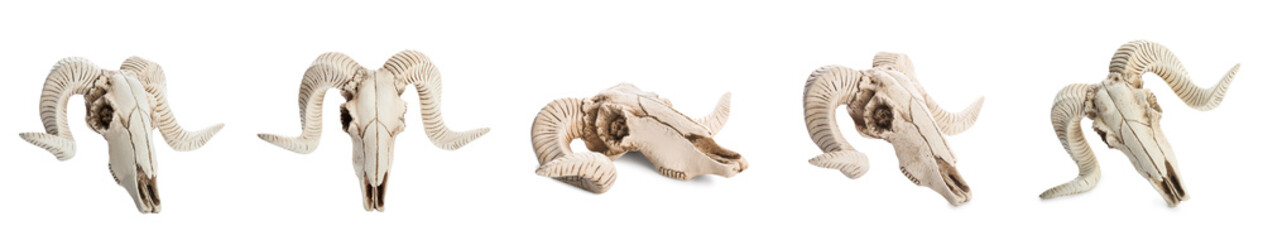 Set of sheep skulls on white background
