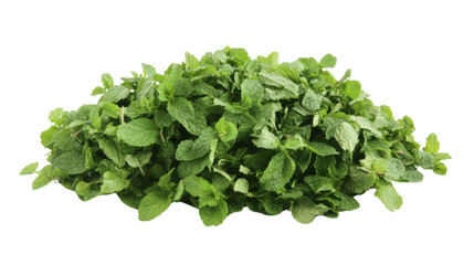 Obraz premium Fresh mint leaves transparent background