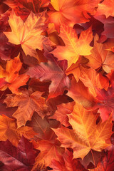Fototapeta premium autumn leaf fall yellow leaves autumn Generative AI