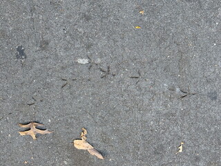 pigeon foot prints in nyc sidewalk cement