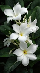 Fototapeta premium Beautiful white plumeria petals on dark green leaves backdrop, petals, leaves, flora, tropical