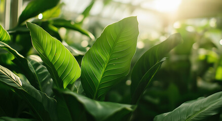 Culturas de folhas verdes crescendo em uma estufa espaçosa.