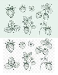 Set of strawberry berries, hand drawn sketches, vector illustration, transparent background