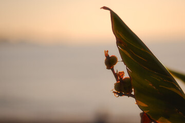 A leaf with a bunch of small green flowers on it