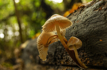 Mycena inclinata Saprophytic mushroom of the Tricholomataceae family. It is recognized by its tufted growth and strong, rancid, soapy, tallowy odor.