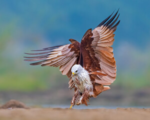 The Landing of Majesty