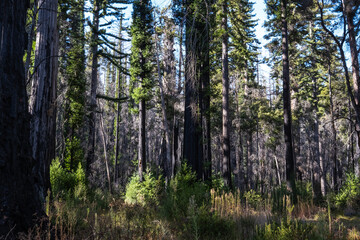 Fire damaged fir trees in Big Basin Redwoods State Park in California. The wild fire was in August 2020 some of the redwood trees are now showing regrowth.