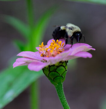 Bumblebee Resting on a Purple Flower