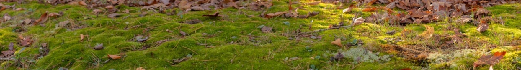 Panorama of a Bed of Moss