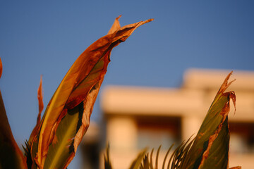 A leafy plant with a brown tip is in front of a building