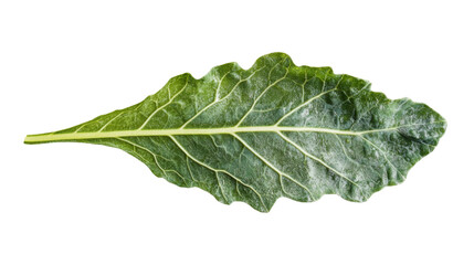 Fresh kale leaf transparent background