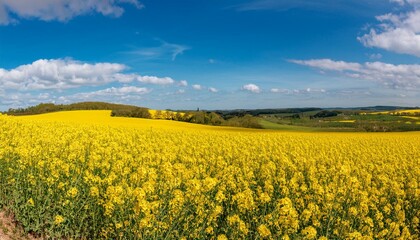 Obraz premium La Région Grand Est en Fleurs : Les Champs de Colza Jaunes de Champagne-Ardenne