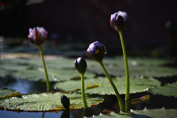 water lily