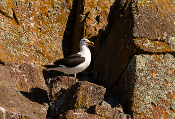 Gaviota