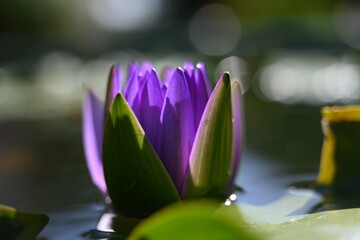 purple lotus flower