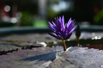 purple crocus flower