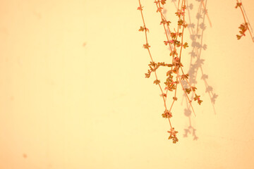 A branch of a plant is hanging from a wall