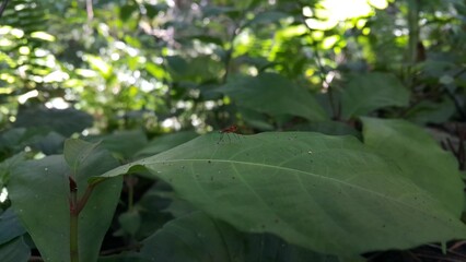 (Micropezidae) insects, attractive flies on stilt legs and standing on leaves. Photo shot in a tropical rainforest.