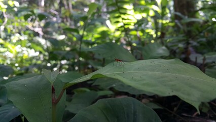 (Micropezidae) insects, attractive flies on stilt legs and standing on leaves. Photo shot in the...