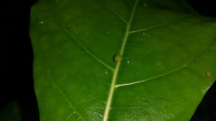 Photo of the Green Rounded Planthopper perched on a fresh plant leaf. Photo of a round-shaped ladybug shot in a tropical rainforest. Night.