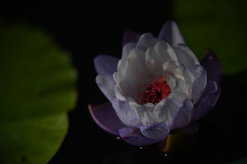 purple and white flower