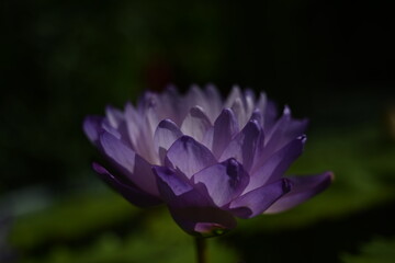 purple flower in the garden