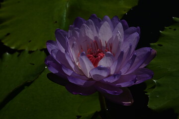 pink water lily