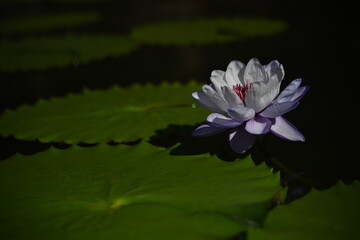 pink water lily