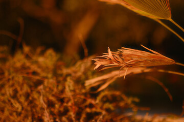 A close up of a dried up plant with brown leaves