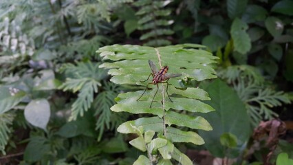 Insect Dexiosoma caninum perched on plant leaves. Photo shot in the mountain. Dexiosoma caninum is...