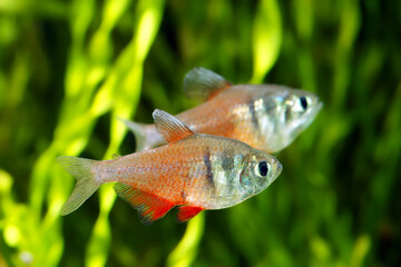 The flame tetra (Hyphessobrycon flammeus)