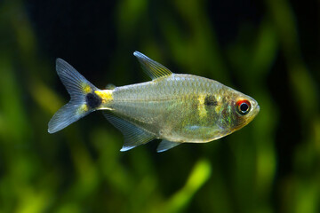 Head-and-taillight tetra