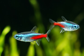 Neon tetra fish	