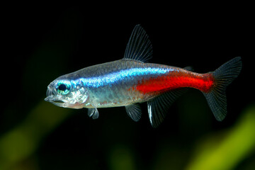 Neon tetra fish	