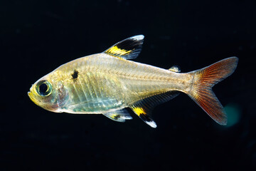 X-ray tetra fish. Pristella maxillaris